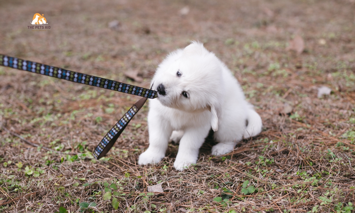 9 Week Old Puppy Training Guide